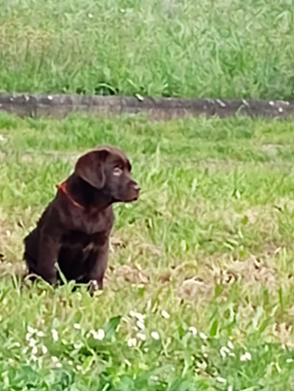 Labrador Retriever-fêmea chocolate-2