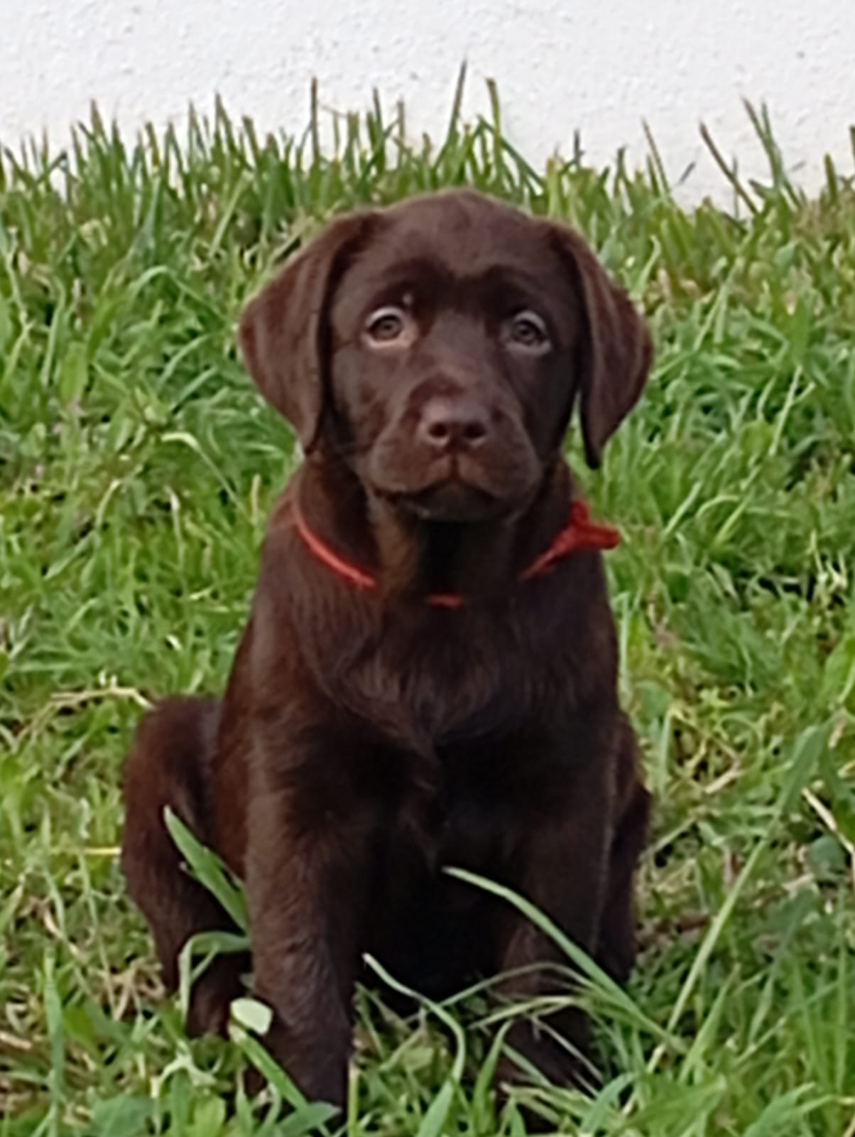 Labrador Retriever-fêmea chocolate-3
