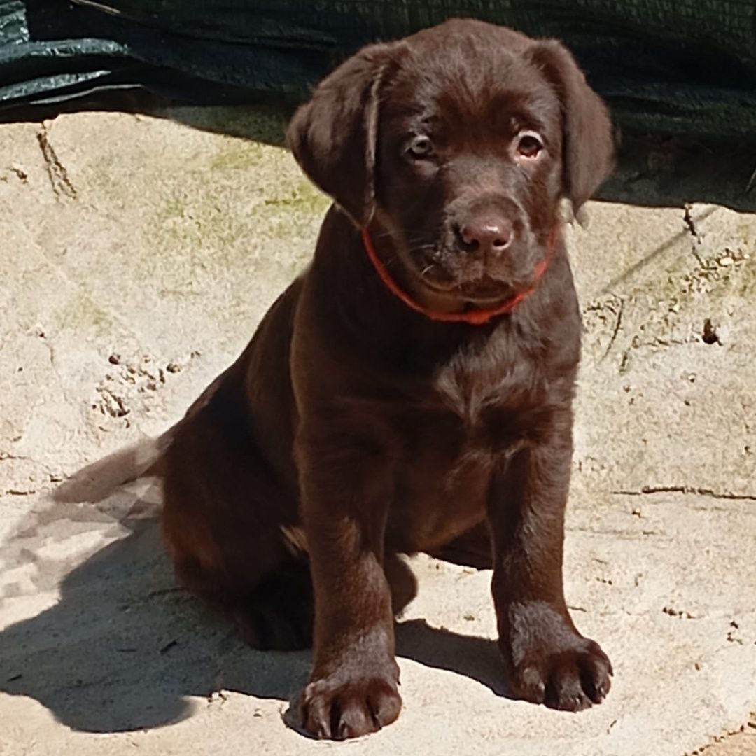 Labrador Retriever-fêmea chocolate