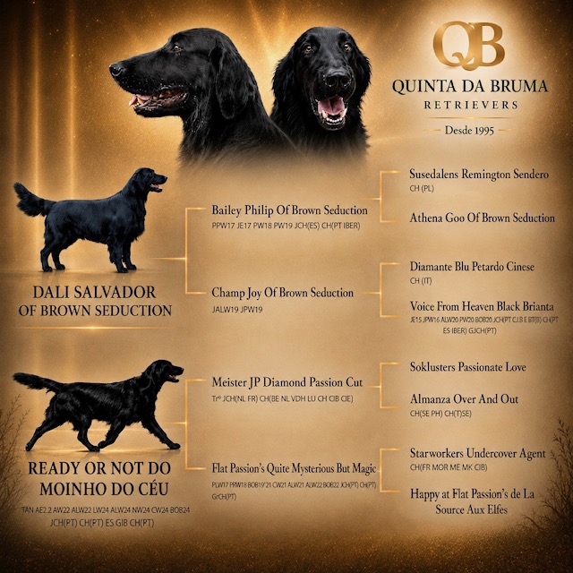 Cartaz_Quinta_Bruma